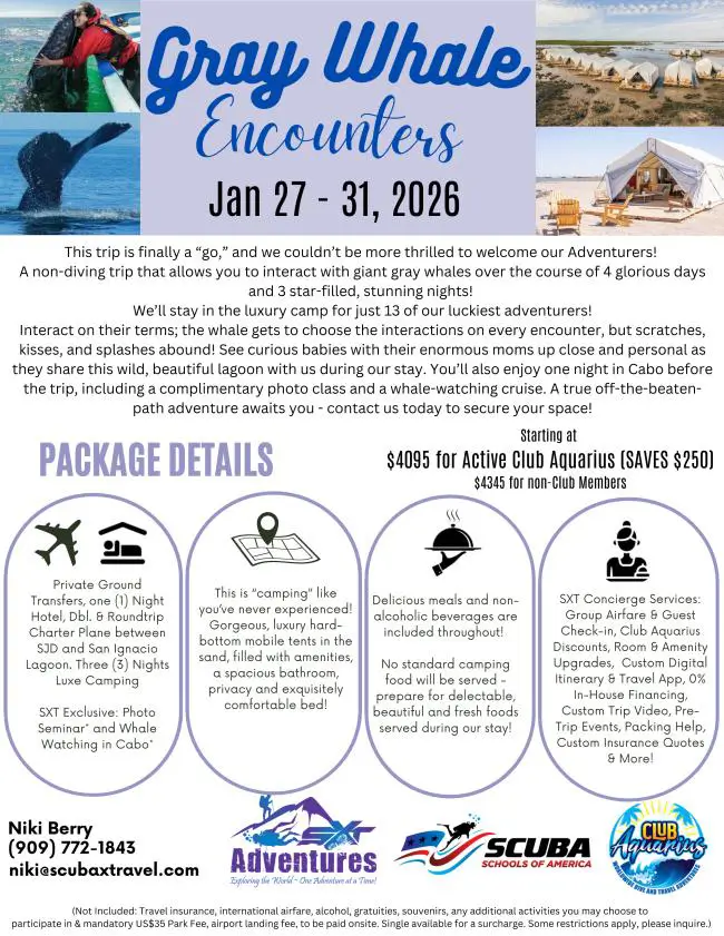 Luxury Gray Whale Encounter & Eco-Camping Adventure – Baja California 2026